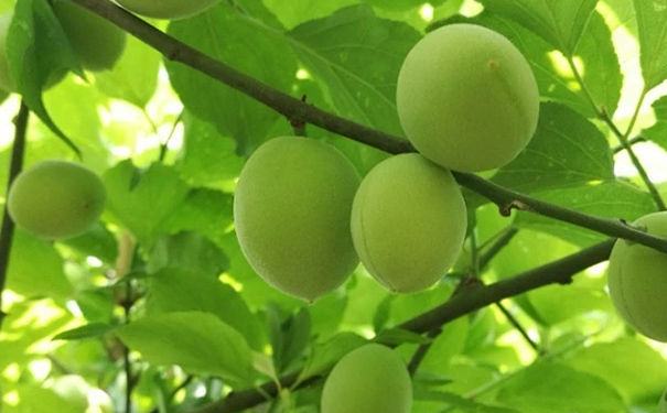 青梅