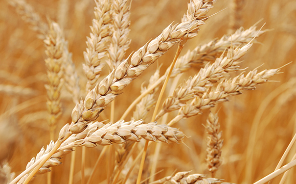 小麦酿造白酒发酵一般需要多长时间