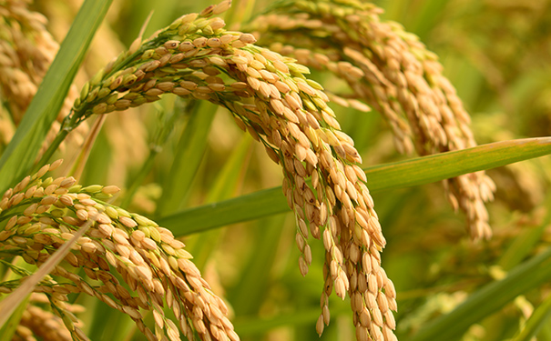 稻谷酿造白酒的原理和做法