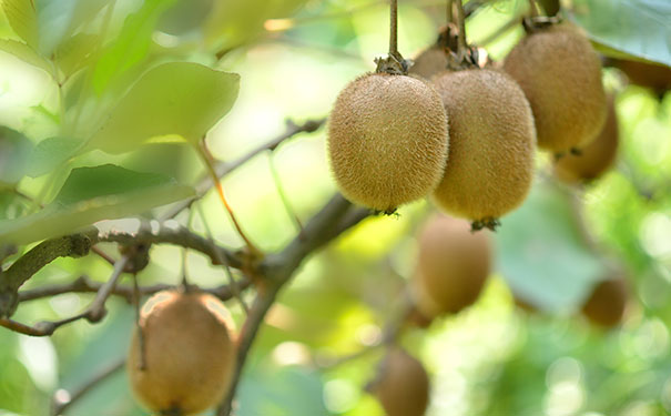 猕猴桃酒的酿制方法