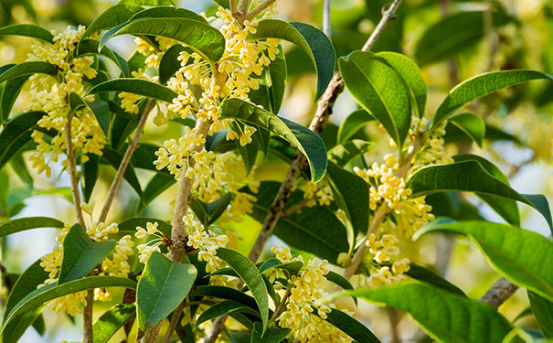 桂花酒酿的正确做法