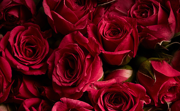 玫瑰花酒酿制方法