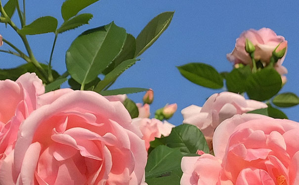 干玫瑰和鲜玫瑰泡酒哪个好