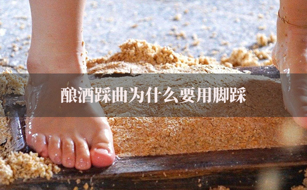 酿酒踩曲为什么要用脚踩