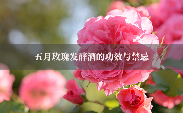 五月玫瑰发酵酒的功效与禁忌
