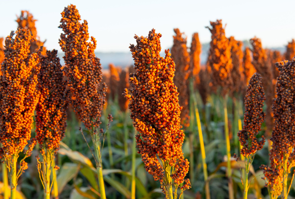 高粱与曲的浪漫史诗:一粒粮食如何蜕变成杯中琼浆